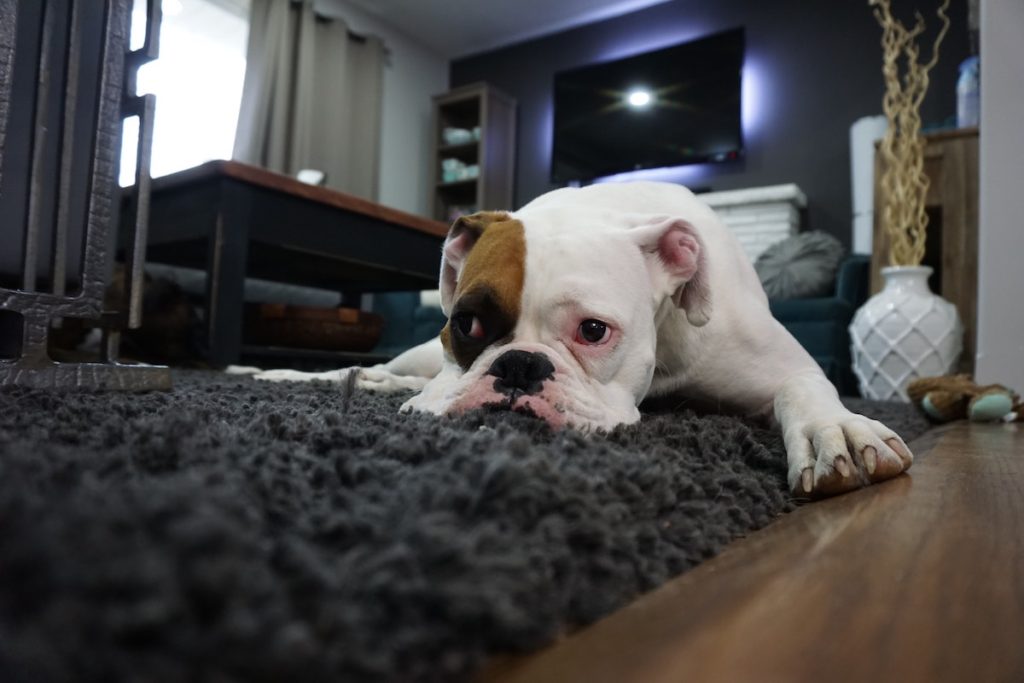 mopey English bulldog laying on a carpet